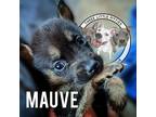 Adopt Mauve Green a Black Australian Shepherd dog in Portland, OR (37245168)