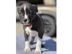 Adopt Goody a Gray/Silver/Salt & Pepper - with White Pit Bull Terrier / Mixed