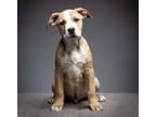 Adopt Gomez a Tan/Yellow/Fawn - with White Pit Bull Terrier / Mixed Breed