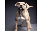 Adopt Pugsley a Tan/Yellow/Fawn - with White Pit Bull Terrier / Mixed Breed