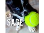 Adopt Sage Green a Black Hound (Unknown Type) dog in Bellingham, WA (37245162)