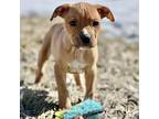 Adopt Wednesday a Tan/Yellow/Fawn - with White Pit Bull Terrier / Mixed Breed