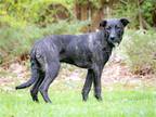 Adopt PUPPY SNICKERS a Black - with White Australian Cattle Dog / Labrador