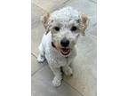 Adopt Murphy D7462 a White Coton de Tulear / Poodle (Standard) / Mixed dog in