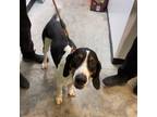 Adopt Kenny a White - with Tan, Yellow or Fawn Coonhound / Mixed dog in Albert