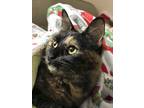 Adopt Trixie a Tortoiseshell British Shorthair / Mixed (medium coat) cat in