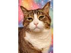 Adopt Logan - RC PetSmart a Brown Tabby Domestic Shorthair (short coat) cat in