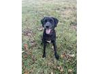 Adopt Maggie a Black - with White Labrador Retriever / Mixed dog in Morganton