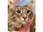 Adopt Ozzie - RC PetSmart a Gray, Blue or Silver Tabby Domestic Longhair (long