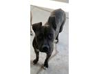 Adopt Vader a Brindle - with White Carolina Dog / American Pit Bull Terrier /