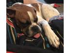 Adopt LouieB (Louboutin) a White Boxer / Mixed dog in Scottsdale, AZ (37244113)