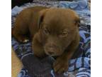 Adopt Coco a Mixed Breed (Medium) / Mixed dog in Mipiltas, CA (37244112)