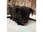 Adopt Lola a Mixed Breed (Medium) / Mixed dog in Mipiltas, CA (37244111)
