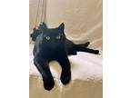 Adopt ALESTER MEOWLEY (Allie) - Offered by Owner a All Black British Shorthair /