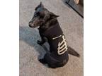Adopt Coco a Black - with White Border Collie / Australian Kelpie / Mixed dog in
