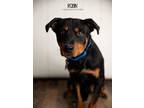 Adopt Robin a Black - with Tan, Yellow or Fawn Rottweiler dog in Littleton