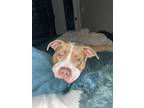 Adopt Remy a Brown/Chocolate - with White American Pit Bull Terrier / Mixed dog