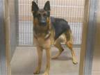 Adopt SHADOW a Black German Shepherd Dog / Mixed dog in Tustin, CA (37243782)
