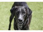 Adopt Lola a Black Border Collie / Mixed dog in Colorado Springs, CO (32515892)