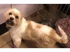 Adopt Clancy a Tan/Yellow/Fawn - with White Cavachon / Cavalier King Charles