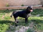 Adopt Bella a Black Labrador Retriever / Mixed dog in Corona, CA (37242827)