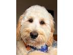 Adopt GUS a Brown/Chocolate - with White Golden Retriever / Poodle (Miniature) /