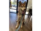 Adopt Sparrow a Red/Golden/Orange/Chestnut - with White Husky / Mixed dog in Los