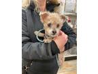 Adopt Alfred a Tan/Yellow/Fawn Poodle (Miniature) / Mixed dog in Bothell