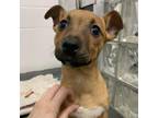 Adopt Aspen a Brown/Chocolate Mixed Breed (Medium) / Mixed dog in Pittsburgh