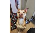 Adopt Mj a Red/Golden/Orange/Chestnut Pit Bull Terrier / Chow Chow dog in