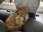 Adopt Bojack a Orange or Red Tabby Domestic Shorthair (short coat) cat in Los
