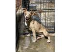 Adopt Adalia a Tan/Yellow/Fawn - with White Catahoula Leopard Dog / Mixed dog in