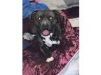 Adopt Draco a Black - with White American Pit Bull Terrier / Mixed dog in