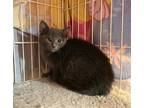 Adopt Dooku a Gray or Blue Russian Blue / Mixed (short coat) cat in Oxford