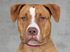 Adopt Angela a Tan/Yellow/Fawn Mixed Breed (Large) / Mixed dog in Longmont