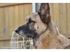 Adopt Ryder a Tan/Yellow/Fawn - with Black German Shepherd Dog / Mixed dog in