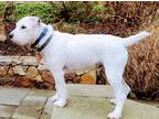 Adopt Ben a White - with Brown or Chocolate Jack Russell Terrier / Mixed dog in