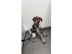 Adopt Apollo a Brown/Chocolate - with White German Shorthaired Pointer / Mixed