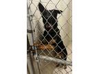 Adopt 15169 - Sade a German Shepherd Dog / Mixed dog in Covington, GA (37241893)