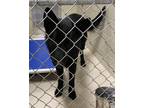 Adopt 15170 - Ghost a German Shepherd Dog / Mixed dog in Covington