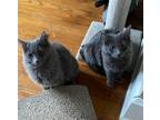 Adopt Jade a Gray or Blue Nebelung / Mixed (medium coat) cat in Cincinnati