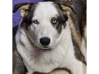 Adopt Faith a White Great Pyrenees / Australian Shepherd dog in Vail