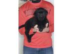 Adopt Lexi a Black Labrador Retriever / Mixed dog in South Euclid, OH (37241277)