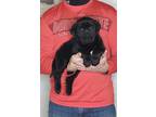 Adopt Love a Black Labrador Retriever / Mixed dog in South Euclid, OH (37241228)