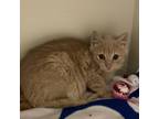 Adopt Kiri a Tan or Fawn Tabby Domestic Shorthair / Mixed cat in Fairport