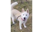 Adopt Chloe a White - with Tan, Yellow or Fawn Husky / Akita / Mixed dog in