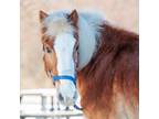 Adopt Al a Haflinger / Mixed horse in Novelty, OH (37240884)