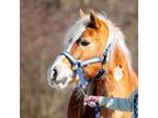 Adopt Max a Haflinger / Mixed horse in Novelty, OH (37240880)