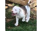 American Bulldog Puppy for sale in Leicester, NC, USA