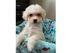 Adopt Jerry a White Miniature Poodle / Bichon Frise / Mixed dog in Seattle